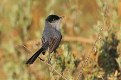 California Gnatcatcher